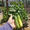 Five Points Community Garden