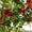 Carrbridge Orchard